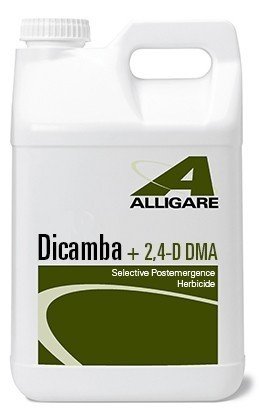 Best Herbicide For Creeping Charlie