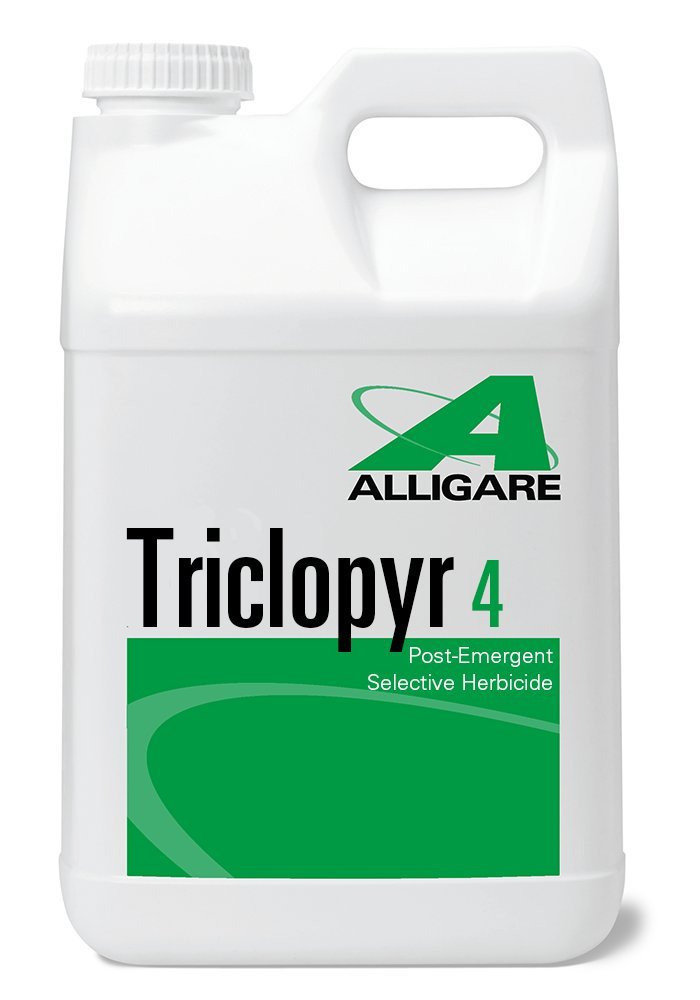 Best Herbicide For Creeping Charlie
