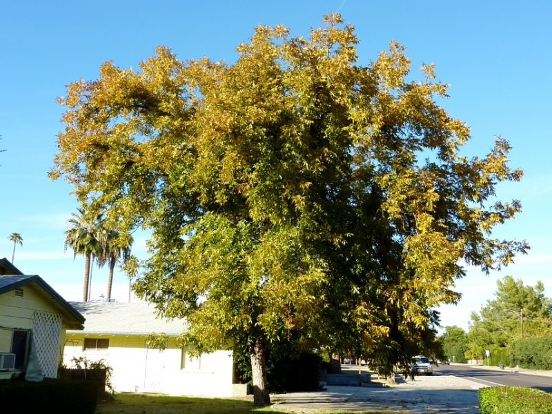 Fast Growing Trees For Shade 8 Best Tree To Plant Near House For Shade