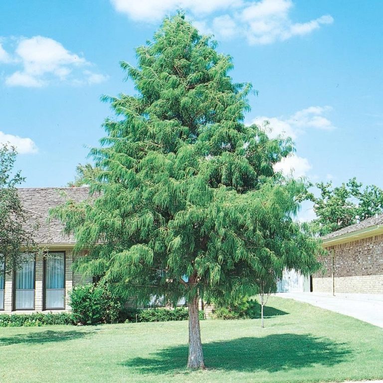 Fast Growing Trees For Shade 8 Best Tree To Plant Near House For Shade