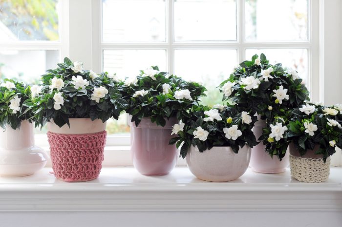 10 Best Fertilizer For Gardenias In Pots Garden