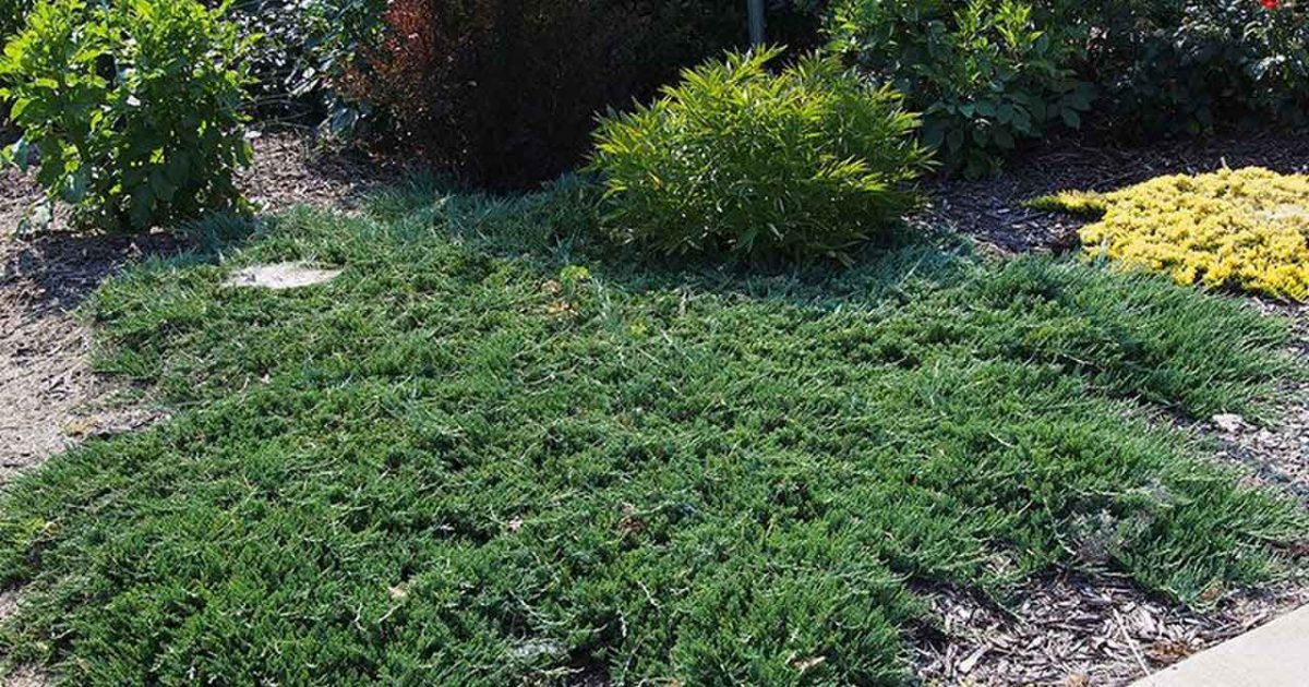 shade low growing groundcover juniper