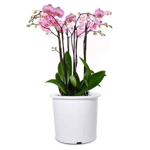 6 Best Pot For an Orchid 2020 Buyer's Guide