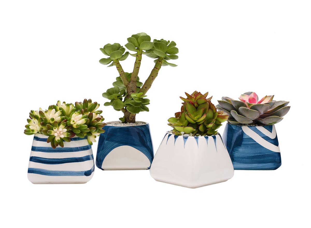 6 Best Pot For Jade Plant 2020 Buyer's Guide Best Garden Outdoor Lawn