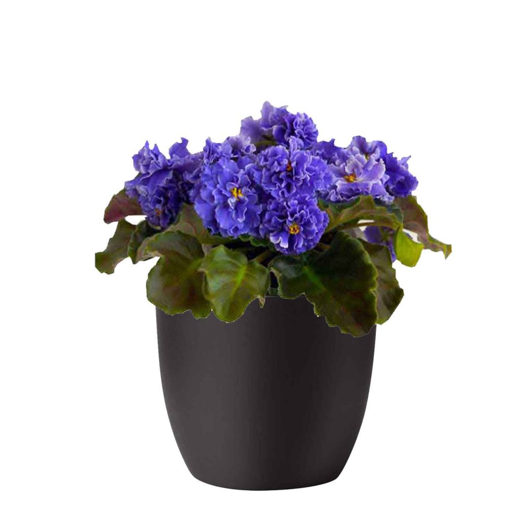 Best African Violet Pots