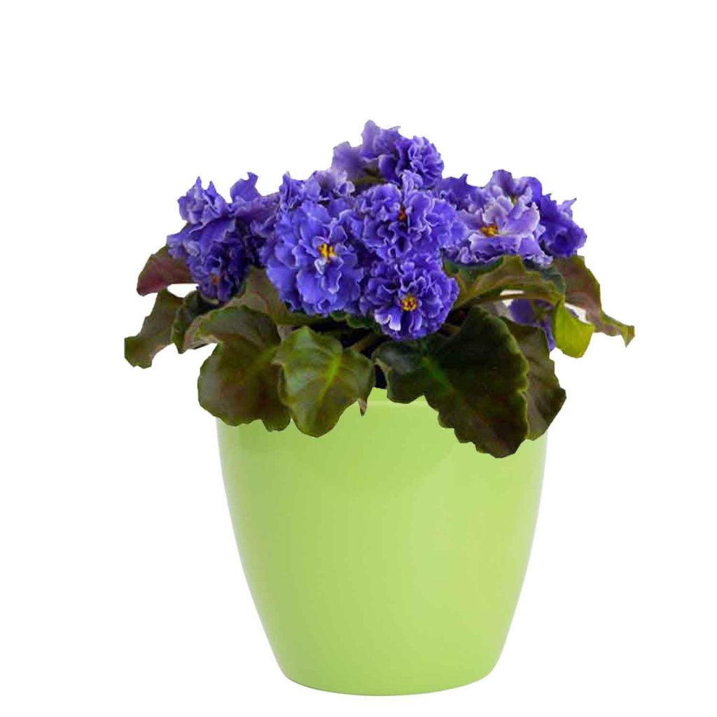 Best Pot For African Violet