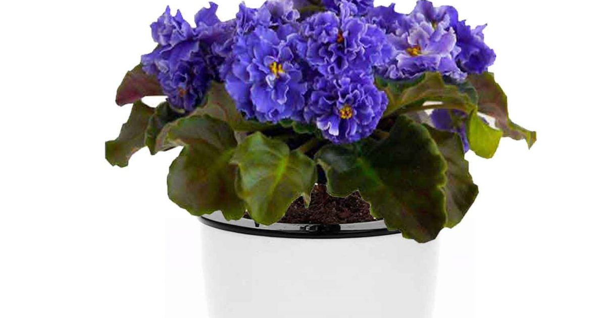 Best African Violet Pots 2020 Buyer's Guide