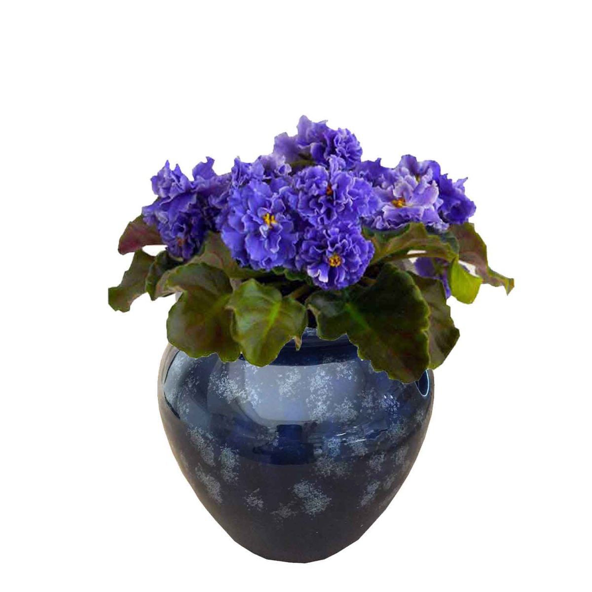6 Best African Violet Pots 2021 Best Garden Outdoor
