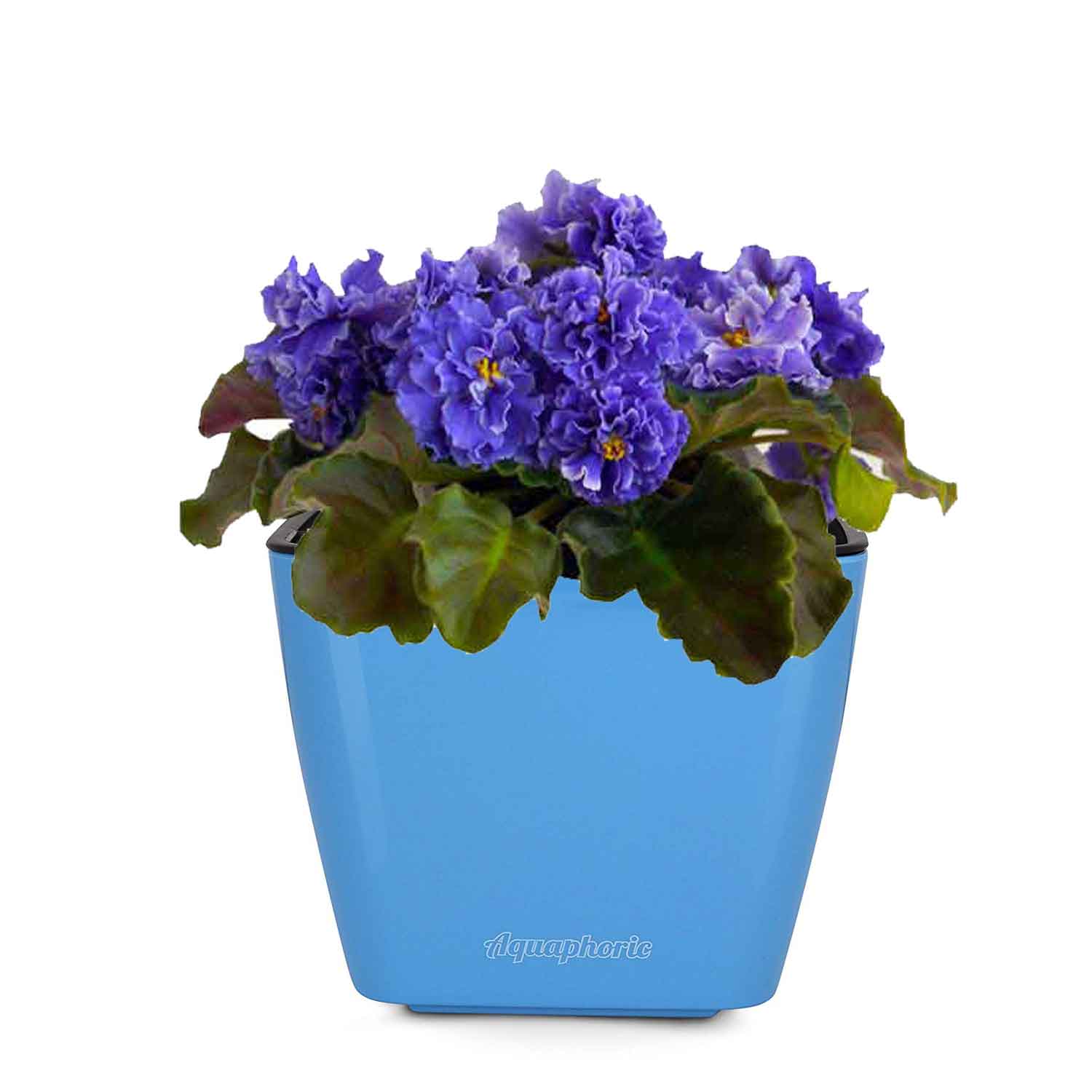 6 Best African Violet Pots 2021 Best Garden Outdoor