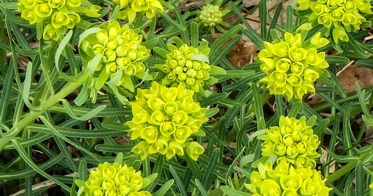 6 Best Selective Herbicide For Spurge Weed 2020 Best Sellers!