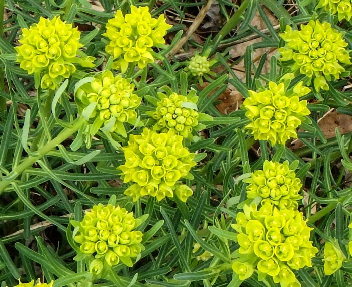 6 Best Selective Herbicide For Spurge 2020 Best Sellers! Best Garden Outdoor