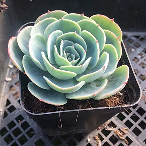 Echeveria Succulent Plant Care