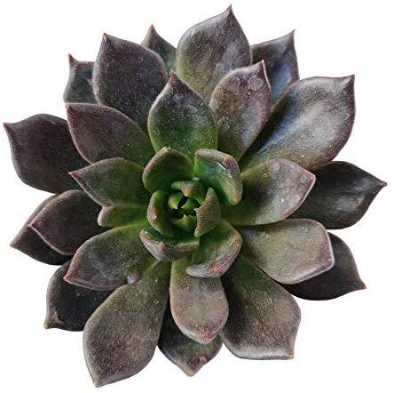 Echeveria Succulent Plant Care