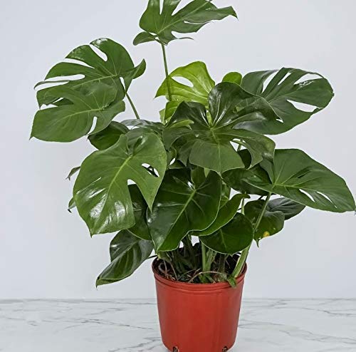 Variegated Monstera