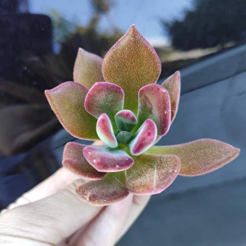 Echeveria Succulent Plant Care