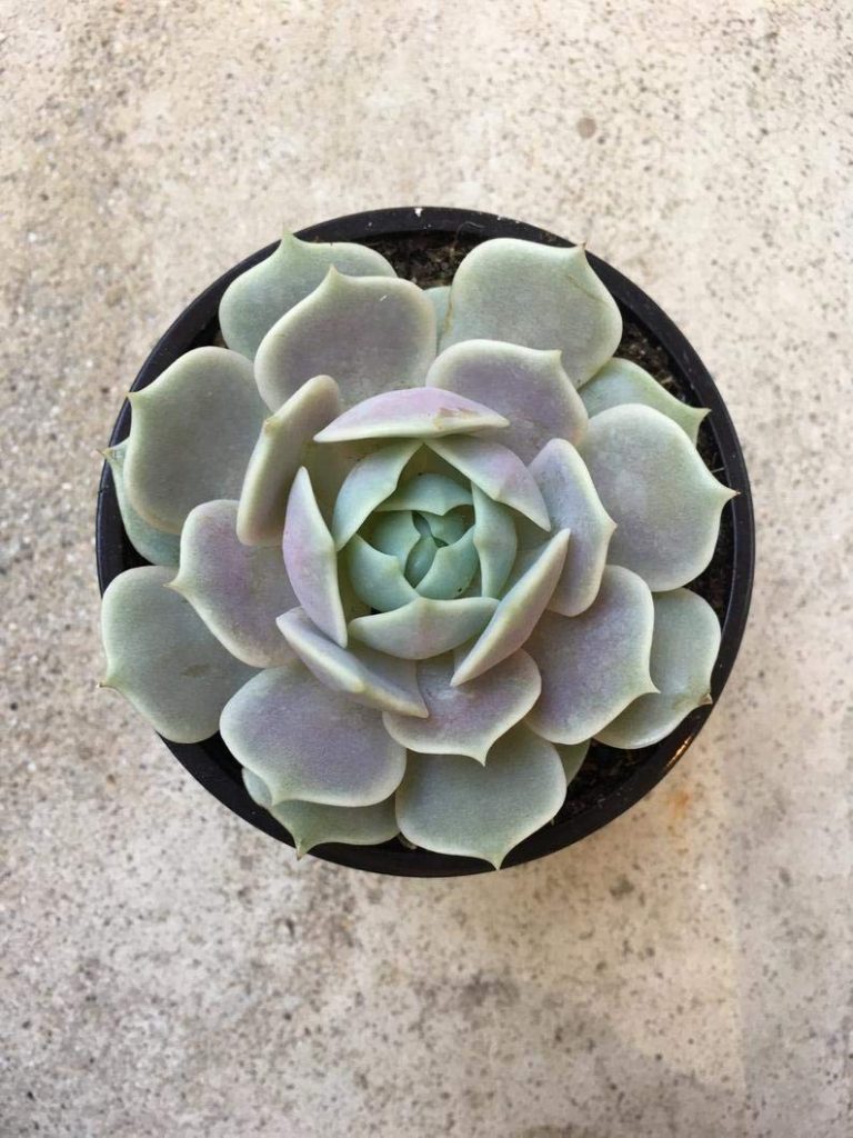 Echeveria Succulent Plant Care