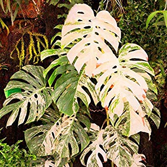 Variegated Monstera
