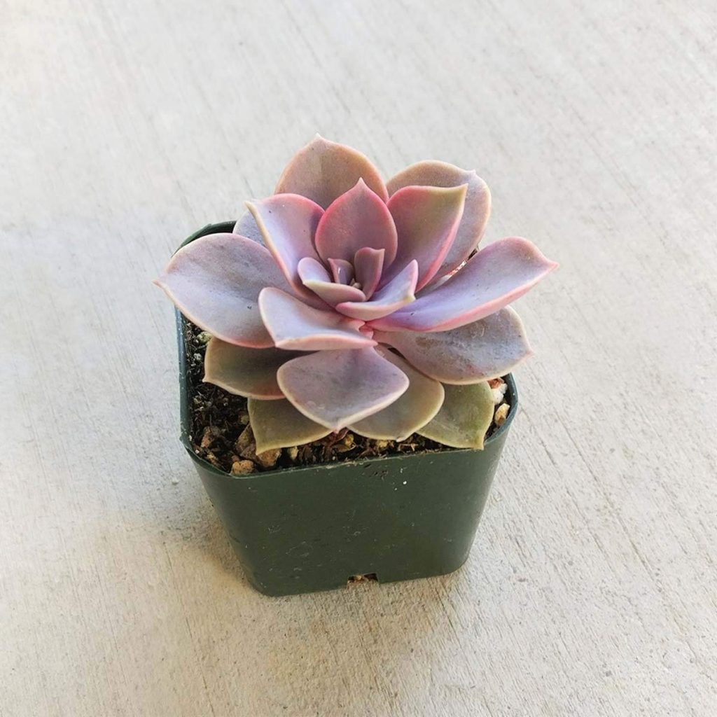 Echeveria Succulent Plant Care