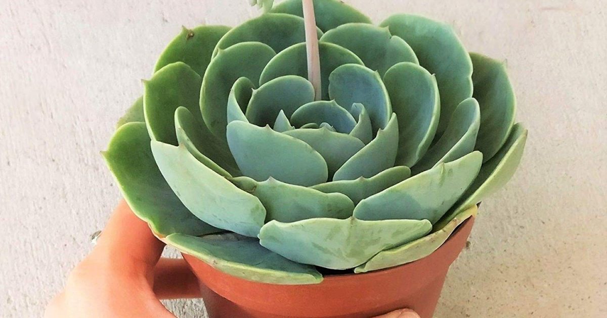 Echeveria Succulent Plant Care 2020 Guide