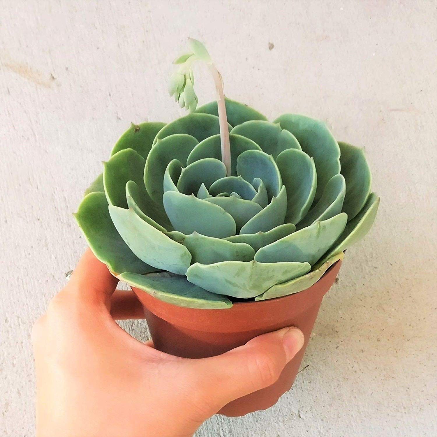 6 Best Low Light Succulents 2020 Guide Best Garden Outdoor