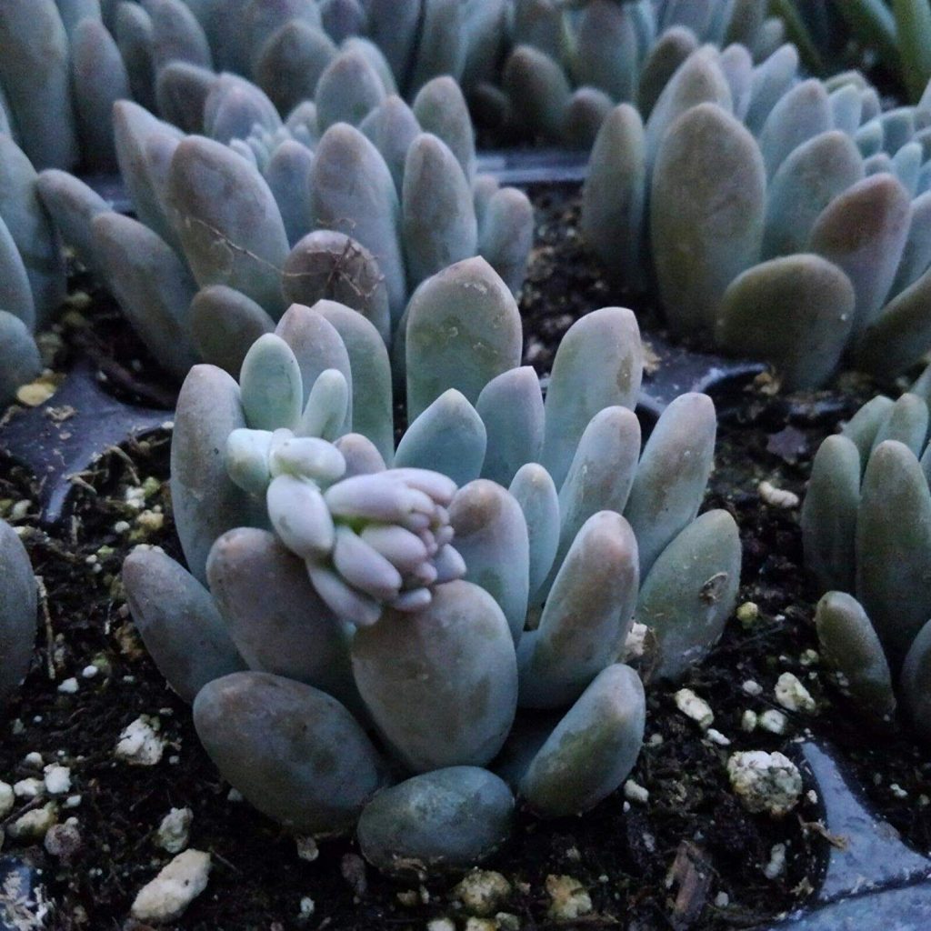Echeveria Succulent Plant Care