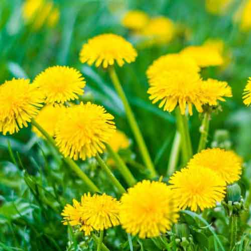 Best Dandelion Killer