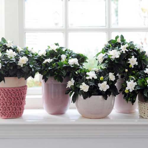 10 Best Fertilizer For Gardenias In Pots 2020 Er S Guide Fertilizer For Gardenias In Pots