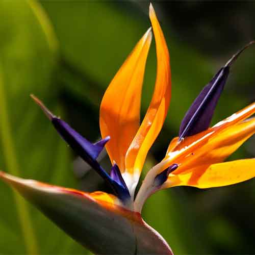 How To Care For Bird Of Paradise Plant 2020 Guide - Best Garden Outdoor