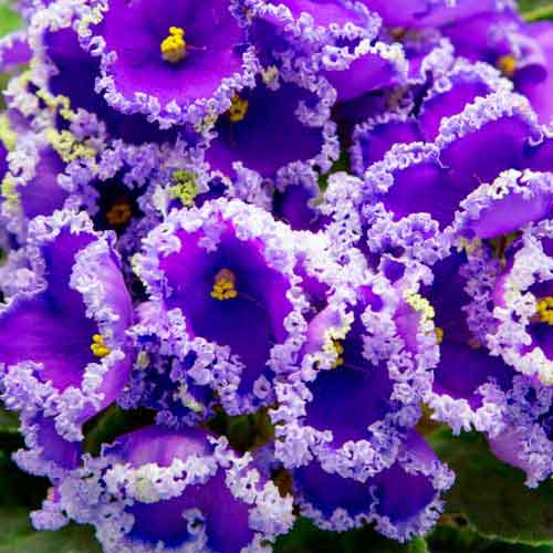 Best African Violet Pots