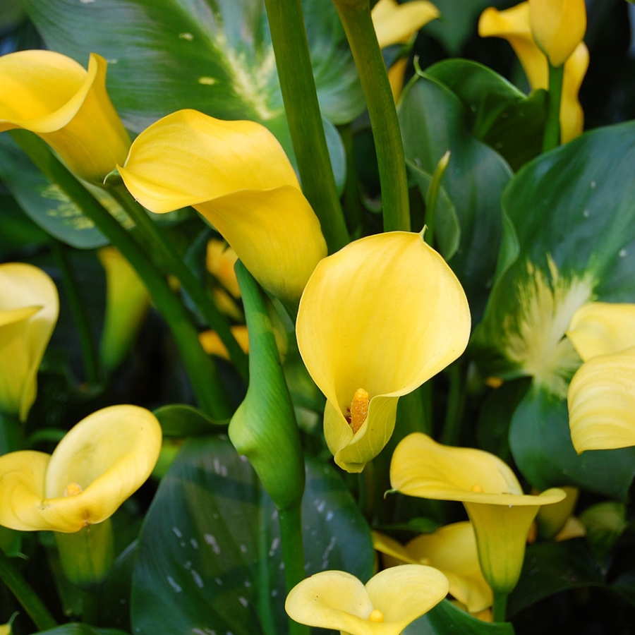 Calla Lily Plant Size