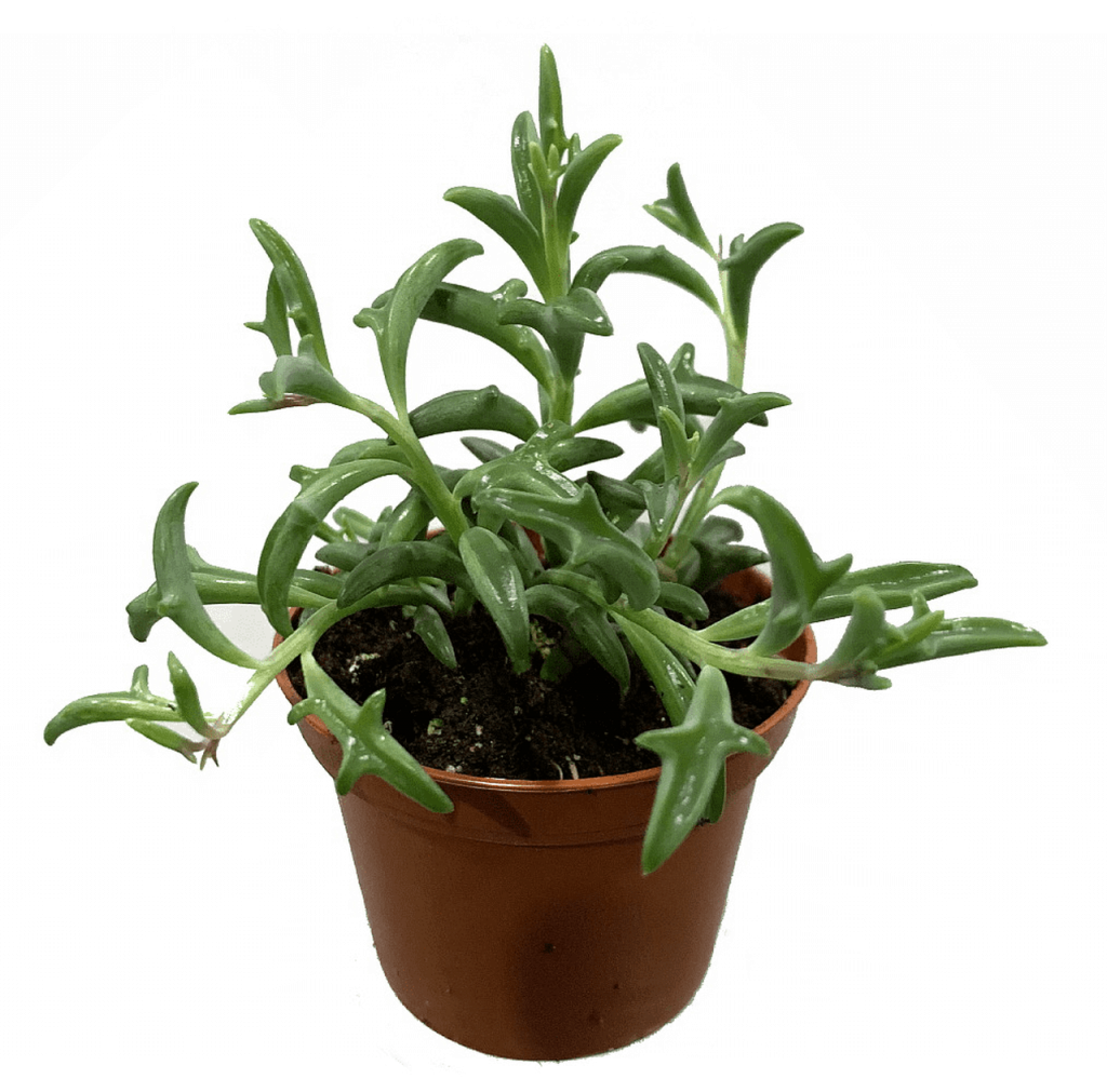 String Of Dolphins Succulent Plant Senecio Peregrinus