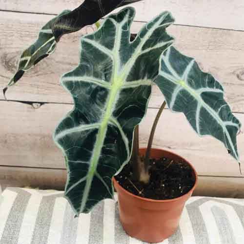 Alocasia Polly Plant Care 2020 Guide Best Garden Outdoor