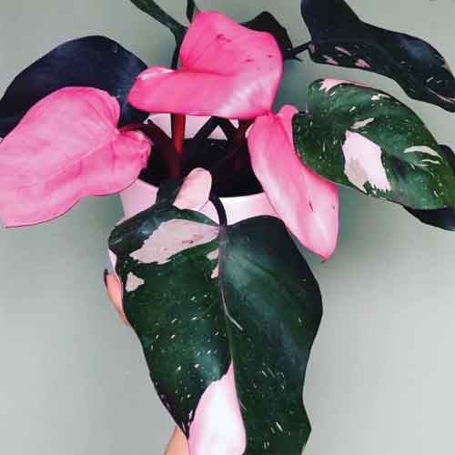 Philodendron Pink Princess Philodendron Erubescens Care 2020 Guide