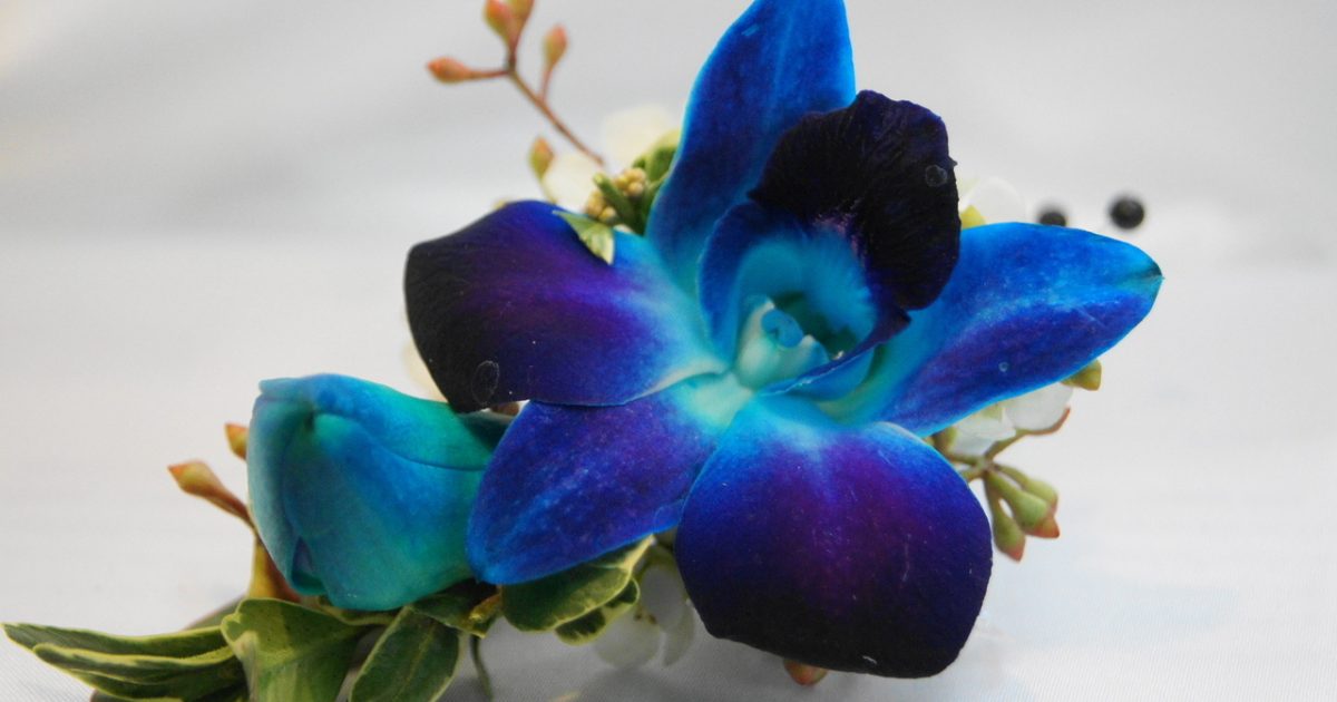 orchids orchid growing