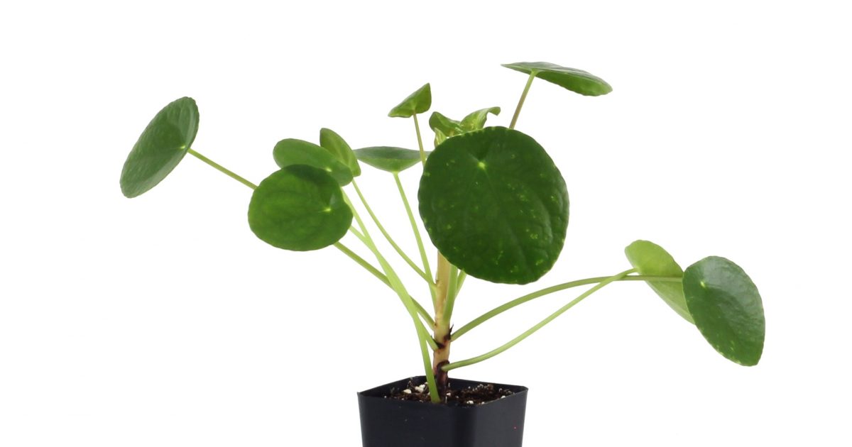 Chinese Money Plant Pilea Peperomioides Care 2020 Guide - Best Garden Outdoor Lawn  2019 2020 
