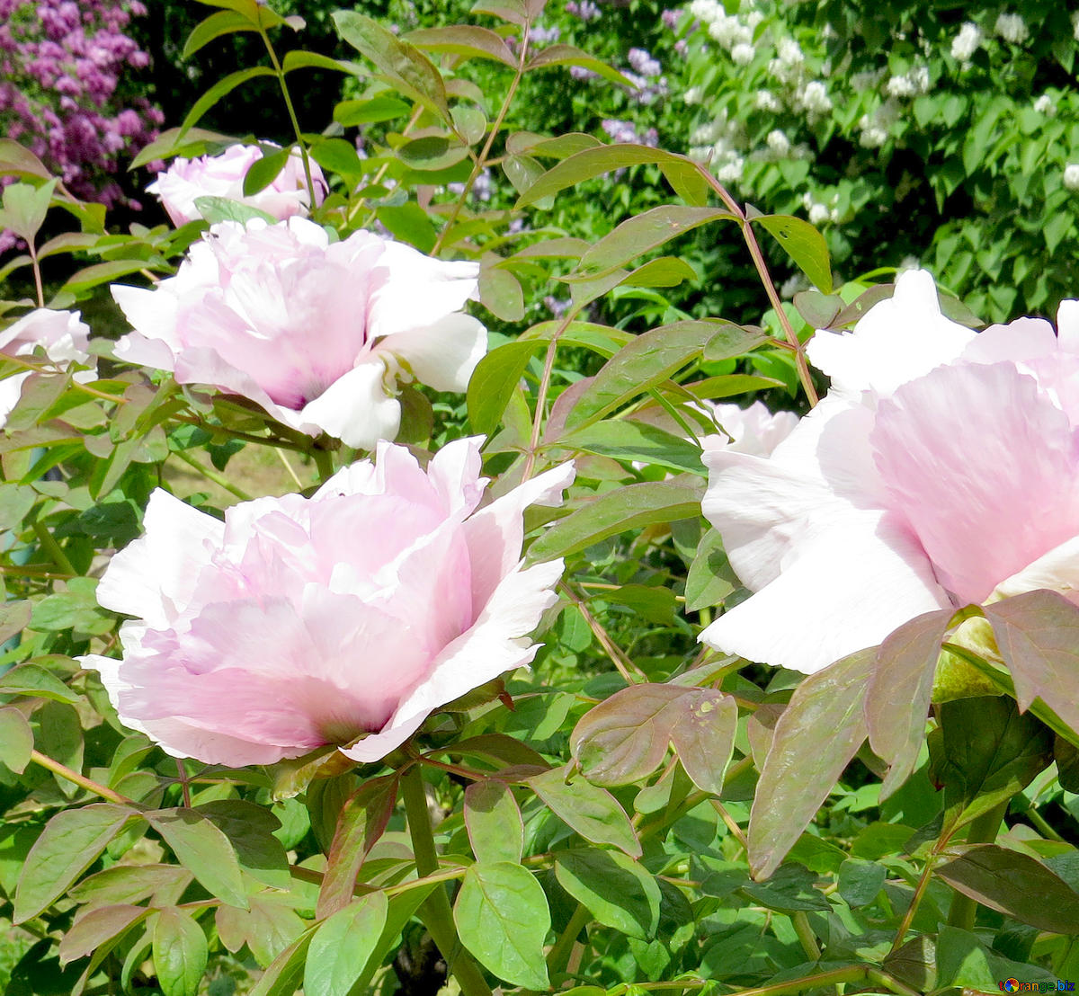 8 Best Fast Growing Evergreen Shrubs For Shade Garden Fast Growing Evergreen Shrubs For Shade