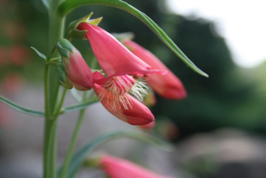 Penstemon Beardtongues Care 2020 Guide Best Garden