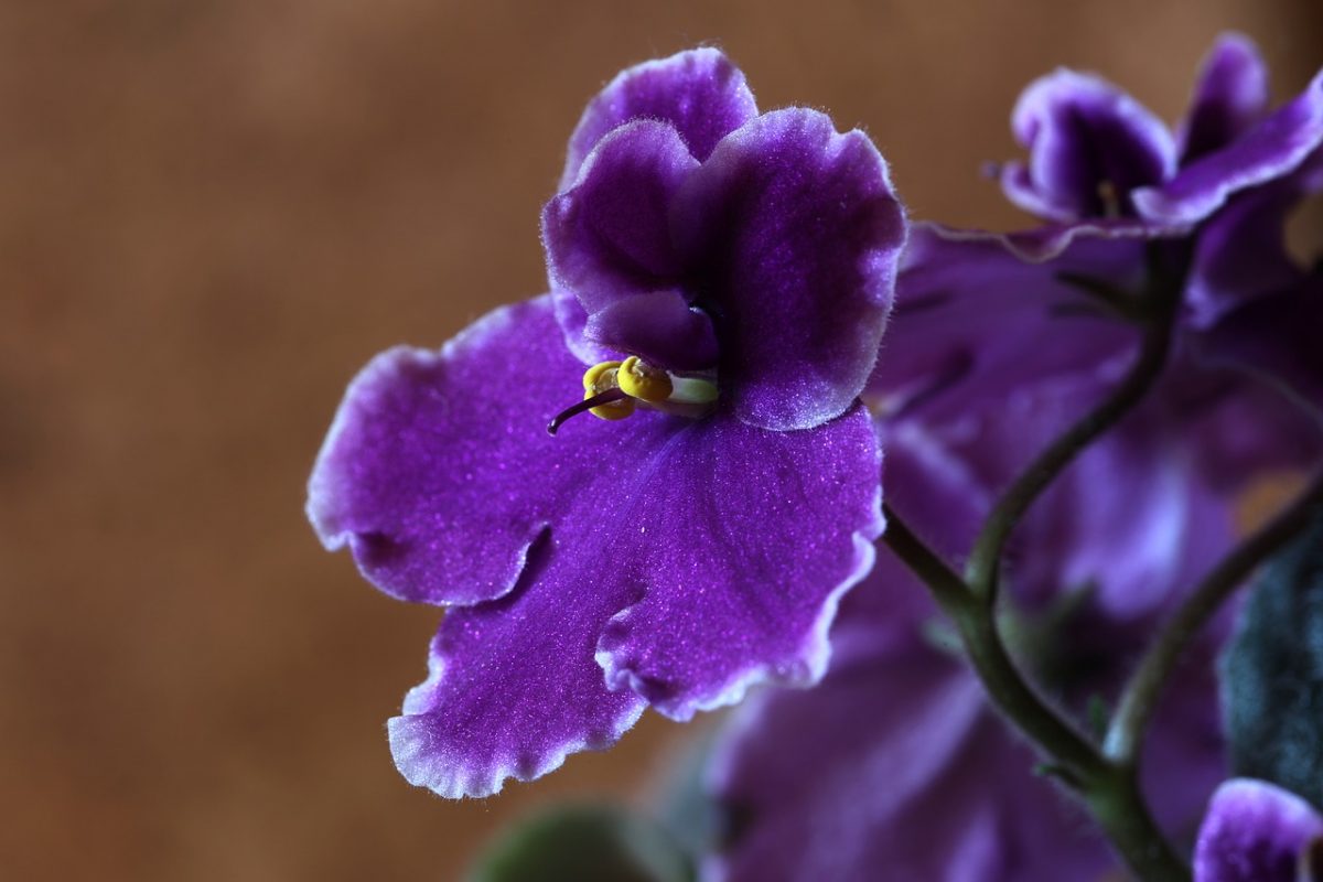 Best African Violet Pots 2020 Buyer's Guide
