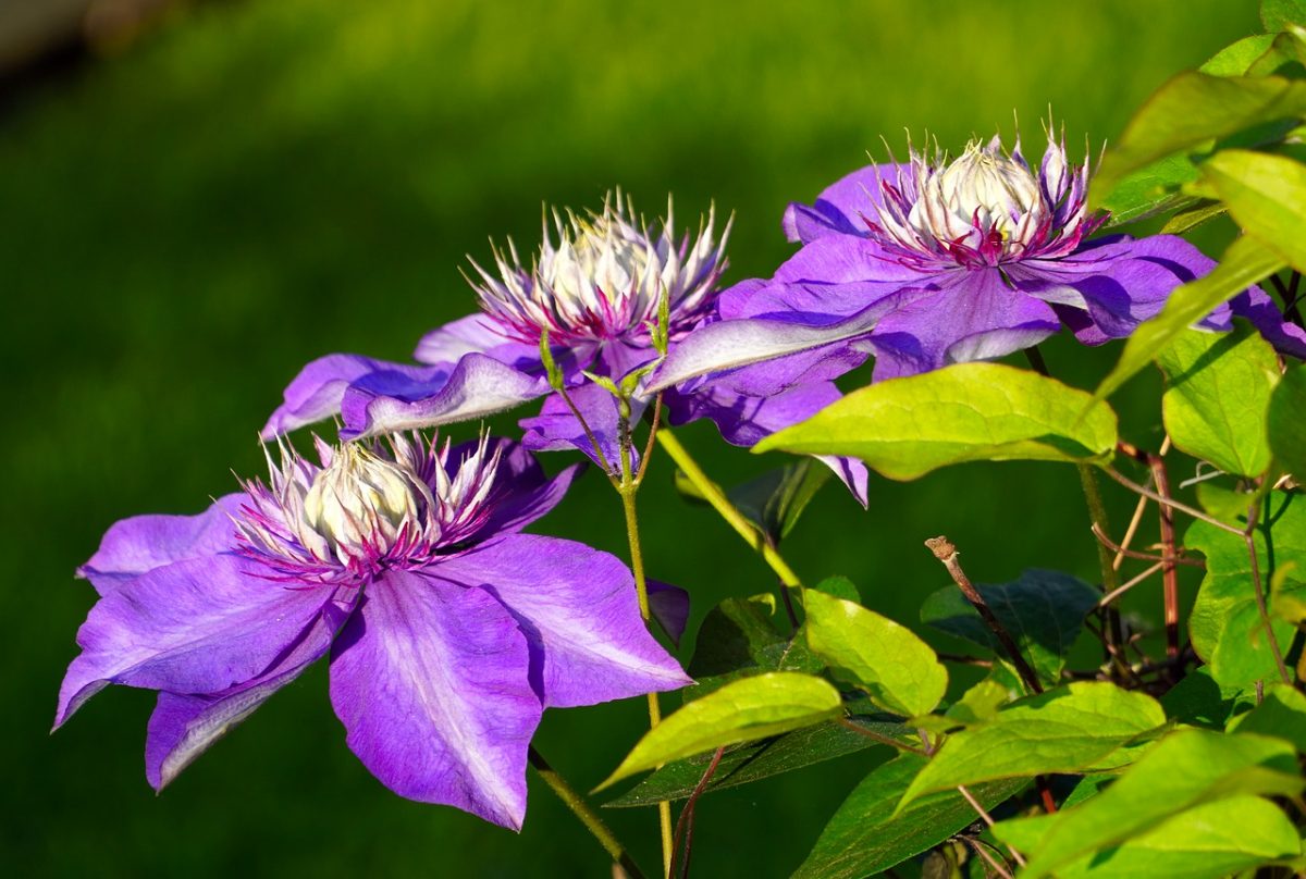 7 Best Fertilizer For Clematis 2020 Guide Best Garden Outdoor Lawn 2019 2020 2021 2022