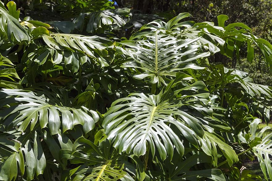 Lemon Lime Philodendron 2020 Ultimate Guide Best Garden Outdoor Lawn 2019 2020 2021 2022
