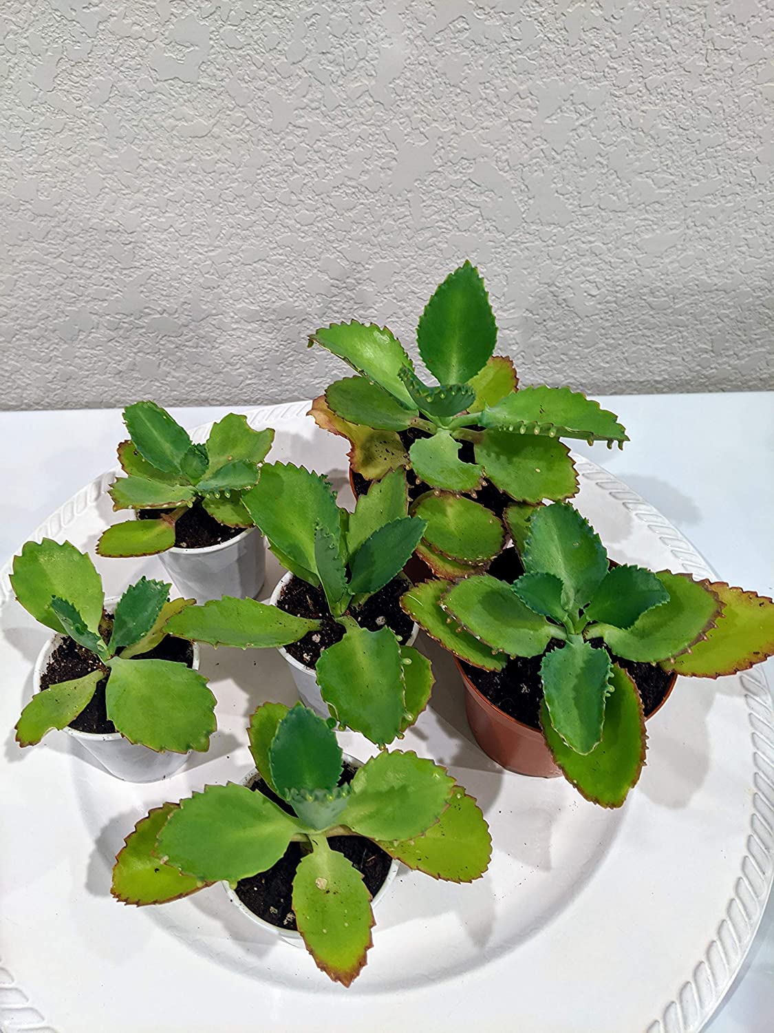 Mother of Millions Plant Care And Grow Kalanchoe